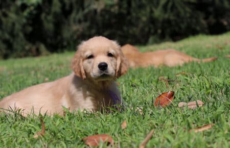 GYPSY CUCCIOLI DI GOLDEN RETRIEVER SAN NICOLO 6903