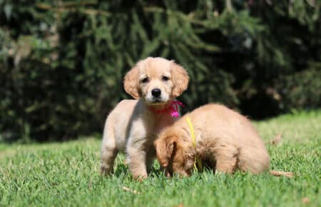 GYPSY CUCCIOLI DI GOLDEN RETRIEVER SAN NICOLO 6904