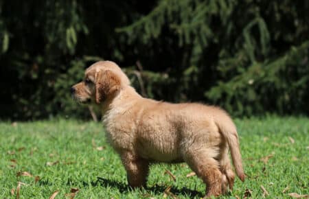 GYPSY CUCCIOLI DI GOLDEN RETRIEVER SAN NICOLO 6912