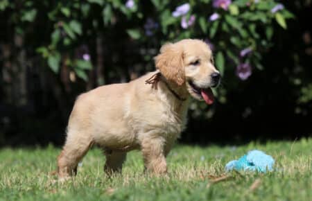 GYPSY CUCCIOLI DI GOLDEN RETRIEVER SAN NICOLO 6914