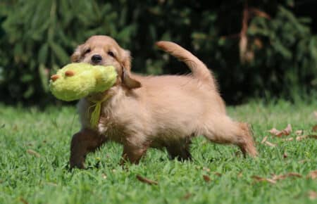 GYPSY CUCCIOLI DI GOLDEN RETRIEVER SAN NICOLO 6930