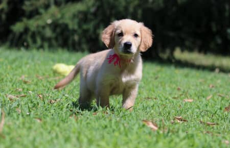 GYPSY CUCCIOLI DI GOLDEN RETRIEVER SAN NICOLO 6939