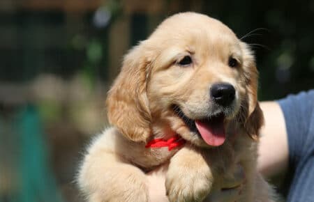 GYPSY CUCCIOLI DI GOLDEN RETRIEVER SAN NICOLO 6966