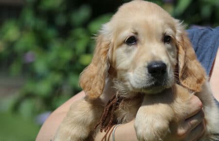 GYPSY CUCCIOLI DI GOLDEN RETRIEVER SAN NICOLO 6972