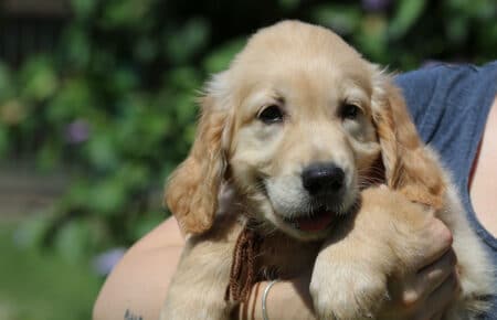 GYPSY CUCCIOLI DI GOLDEN RETRIEVER SAN NICOLO 6975