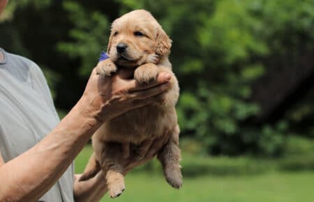 GYPSY CUCCIOLI DI GOLDEN RETRIEVER 6053