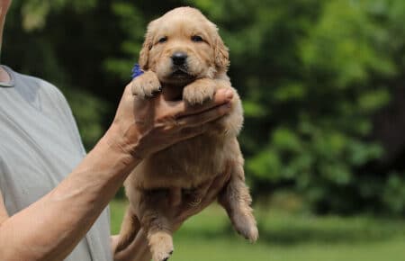 GYPSY CUCCIOLI DI GOLDEN RETRIEVER 6054