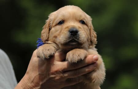 GYPSY CUCCIOLI DI GOLDEN RETRIEVER 6056