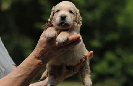 GYPSY CUCCIOLI DI GOLDEN RETRIEVER 6064