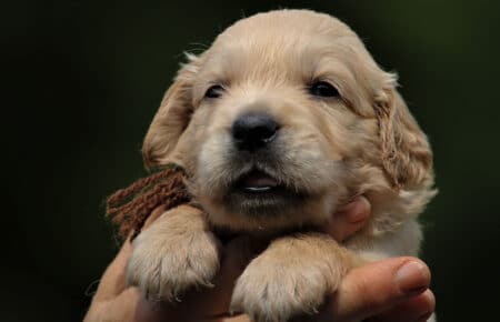 GYPSY CUCCIOLI DI GOLDEN RETRIEVER 6065