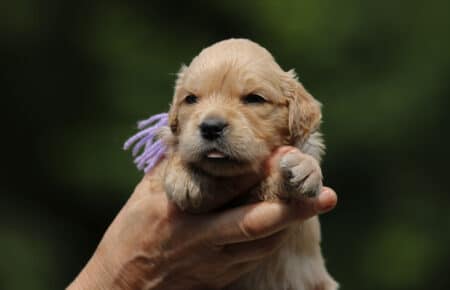 GYPSY CUCCIOLI DI GOLDEN RETRIEVER 6069