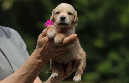 GYPSY CUCCIOLI DI GOLDEN RETRIEVER 6074