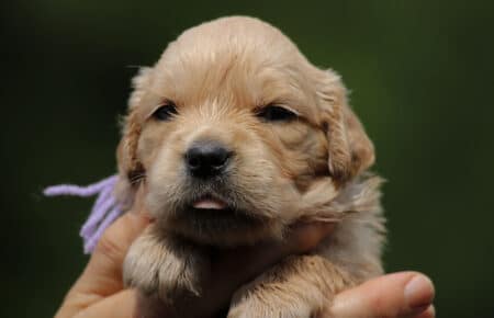 GYPSY CUCCIOLI DI GOLDEN RETRIEVER 6085