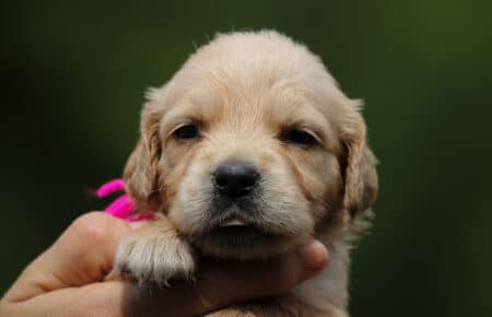 GYPSY CUCCIOLI DI GOLDEN RETRIEVER 6087