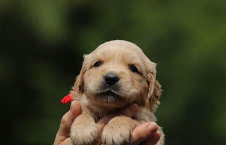 GYPSY CUCCIOLI DI GOLDEN RETRIEVER 6089