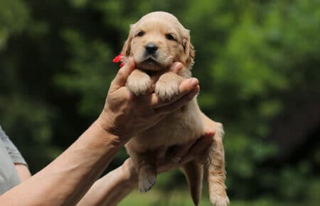 GYPSY CUCCIOLI DI GOLDEN RETRIEVER 6090