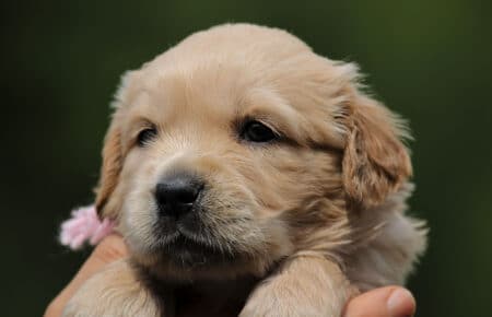 GYPSY CUCCIOLI DI GOLDEN RETRIEVER 6094