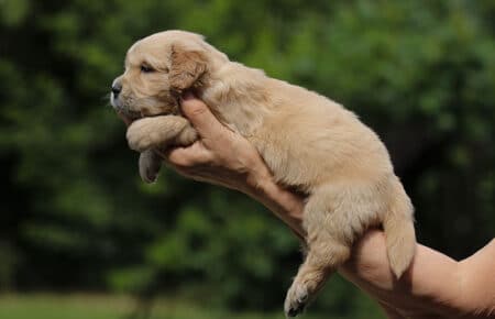 GYPSY CUCCIOLI DI GOLDEN RETRIEVER 6099