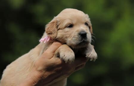 GYPSY CUCCIOLO DI GOLDEN RETRIEVER 6095