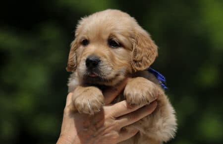 GYPSY CUCCIOLO MASCHIO GOLDEN RETRIEVER 6340