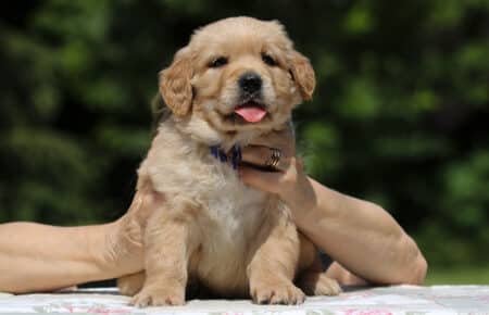 GYPSY CUCCIOLO MASCHIO GOLDEN RETRIEVER 6345