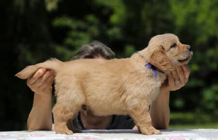 GYPSY CUCCIOLO MASCHIO GOLDEN RETRIEVER 6348