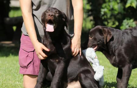 MOKA CUCCIOLI DI LABRADOR CHOCOLATE 5848