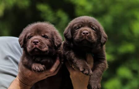 TRENDY CUCCIOLI DI LABRADOR CHOCOLATE 5981 2