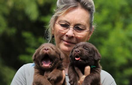 TRENDY CUCCIOLI DI LABRADOR CHOCOLATE 5988
