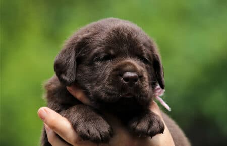 TRENDY CUCCIOLI DI LABRADOR CHOCOLATE 6004