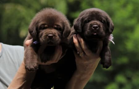 TRENDY CUCCIOLI DI LABRADOR CHOCOLATE 6009
