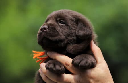 TRENDY CUCCIOLI DI LABRADOR CHOCOLATE 6022