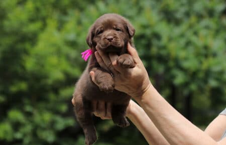 TRENDY CUCCIOLI DI LABRADOR CHOCOLATE 6030