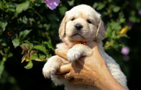 STELLA CUCCIOLA FEMMINA DI GOLDEN RETRIEVER 6514