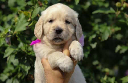 STELLA CUCCIOLA FEMMINA DI GOLDEN RETRIEVER 6533