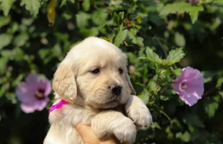 STELLA CUCCIOLA FEMMINA DI GOLDEN RETRIEVER 6536