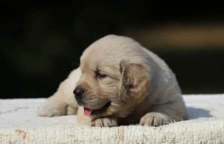 STELLA CUCCIOLA FEMMINAI DI GOLDEN RETRIEVER 6569