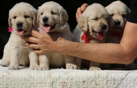 STELLA CUCCIOLE FEMMINE DI GOLDEN RETRIEVER 6559