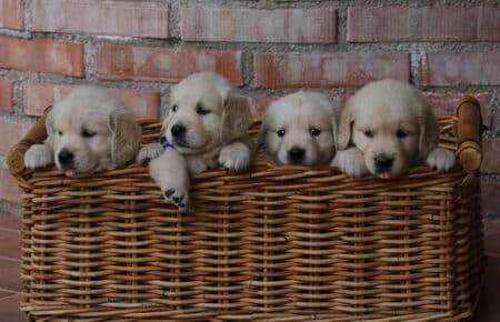 STELLA CUCCIOLI MASCHI DI GOLDEN RETRIEVER 6643