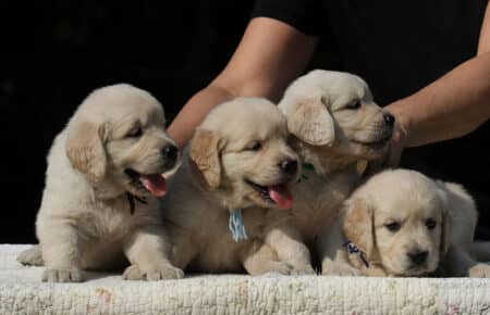 STELLA CUCCIOLI MASCHII DI GOLDEN RETRIEVER 6572