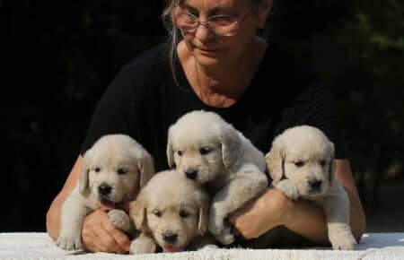 STELLA CUCCIOLI MASCHII DI GOLDEN RETRIEVER 6573