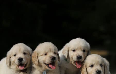 STELLA CUCCIOLI MASCHII DI GOLDEN RETRIEVER 6574