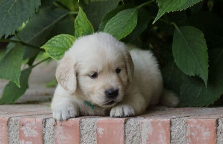 STELLA CUCCIOLO MASCHIO DI GOLDEN RETRIEVER 6602