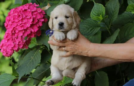 STELLA CUCCIOLO MASCHIO DI GOLDEN RETRIEVER 6607
