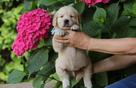 STELLA CUCCIOLO MASCHIO DI GOLDEN RETRIEVER 6621