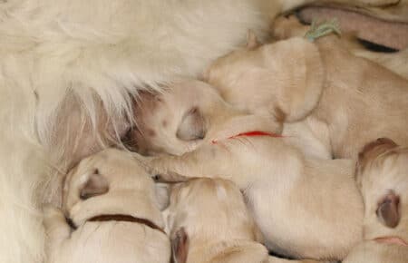 sTELLA CUCCIOLI DI GOLDEN RETRIEVER SAN NICOLO 6108
