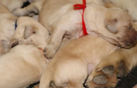 sTELLA CUCCIOLI DI GOLDEN RETRIEVER SAN NICOLO 6114