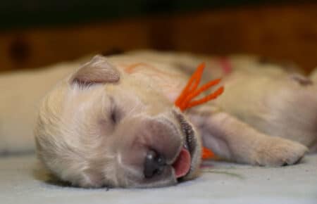 sTELLA CUCCIOLI DI GOLDEN RETRIEVER SAN NICOLO 6507