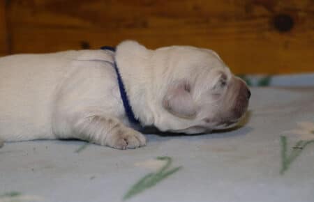 sTELLA CUCCIOLI DI GOLDEN RETRIEVER SAN NICOLO 6509