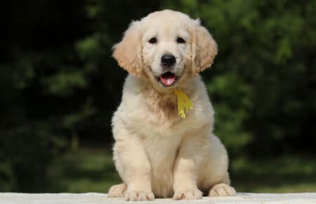 AFRODITE CUCCIOLA FEMMINA DI GOLDEN RETRIEVER 7810